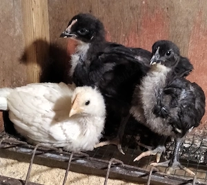 pui de gaina din rasele:La Bresse;Sussex portelan;Jersey Giant;Plymouth - imagine 2