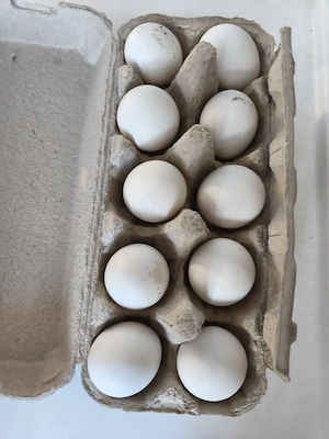 Vand oua incubat motata olandeza