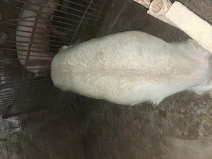 Porc gras de vanzare