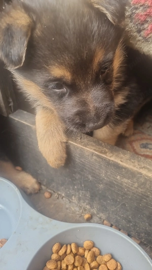 de vinzare catei cobanesc german