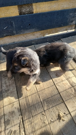 de vinzare catei cobanesc german