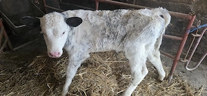 vând vitea belgiana 