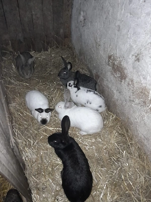 vănd sau schimb  pa  oi breze 