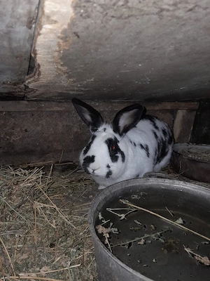 vănd sau schimb  pa  oi breze  - imagine 2