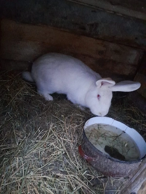 vănd sau schimb  pa  oi breze  - imagine 3