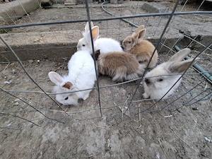 Vand iepuri tineri  - imagine 2