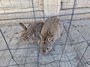 Vand iepuri tineri  - imagine 3