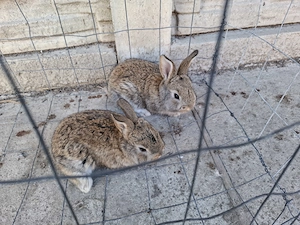 Vand iepuri tineri  - imagine 6