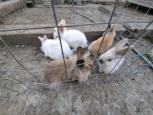 Vand iepuri tineri 