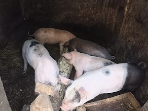 purcei de vânzare  - imagine 2