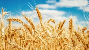 PORTOFOLIU AGRICOL PREMIUM 3.000 HA SUDUL ROMÂNIEI OPORTUNITATE INVESTIȚIONALĂ - imagine 7