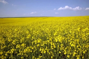 PORTOFOLIU AGRICOL PREMIUM 3.000 HA SUDUL ROMÂNIEI OPORTUNITATE INVESTIȚIONALĂ - imagine 8