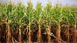 PORTOFOLIU AGRICOL PREMIUM 3.000 HA SUDUL ROMÂNIEI OPORTUNITATE INVESTIȚIONALĂ - imagine 3
