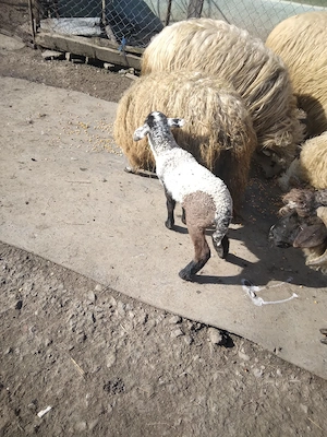 oi de vanzare 6 oi  2 miei si un berbec - imagine 4