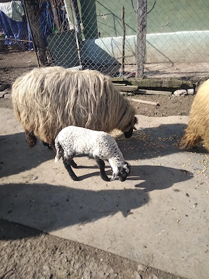 oi de vanzare 6 oi  2 miei si un berbec