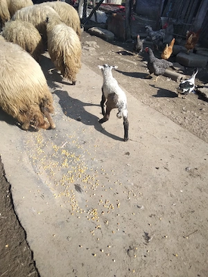 oi de vanzare 6 oi  2 miei si un berbec - imagine 3