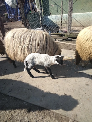 oi de vanzare 6 oi  2 miei si un berbec - imagine 2