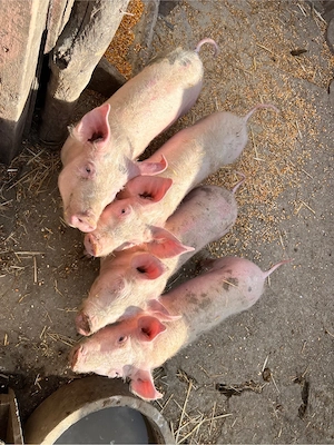 Porci de vanzare 35-40 kg - imagine 3