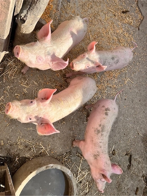 Porci de vanzare 35-40 kg