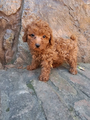 Pudel Poodle fetita - imagine 4