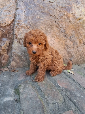 Pudel Poodle fetita - imagine 2