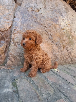 Pudel Poodle fetita - imagine 5
