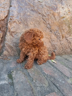 Pudel Poodle fetita - imagine 3