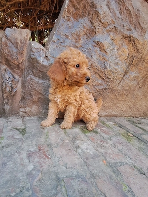 Pudel Poodle mascul - imagine 4