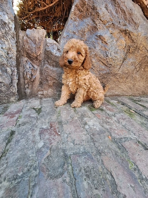 Pudel Poodle mascul - imagine 3
