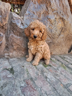 Pudel Poodle mascul - imagine 5