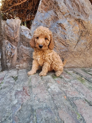 Pudel Poodle mascul - imagine 2