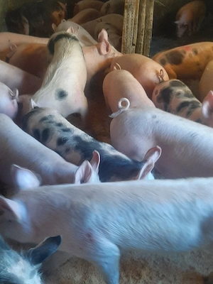 vând soldani de casă diferite mărimi 