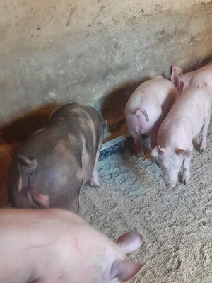 vând soldani diferite mărimi si rase  - imagine 3