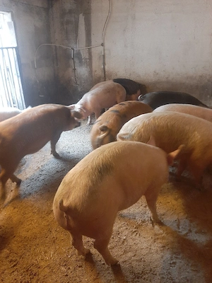 vând soldani de casă diferite mărimi  - imagine 5