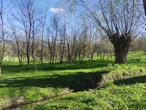 Teren intravilan com.Drajna, sat Cătunu, 12 km de Vălenii de Munte, jud. Prahova  - imagine 8