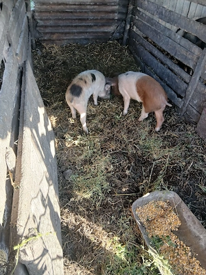 De Vânzare 2 bucăți 35 40 kg unul 