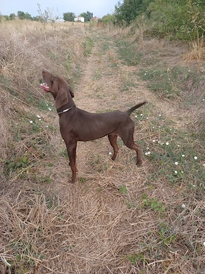 brac gelman  - imagine 2