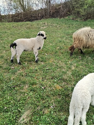 Vând miel  - imagine 2