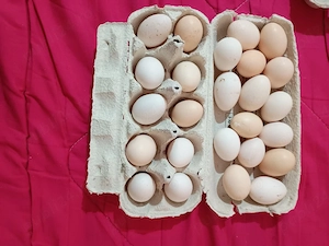 Vând ouă găini pitice 