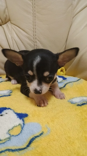 Catelusi Chihuahua Mini Toy - imagine 2
