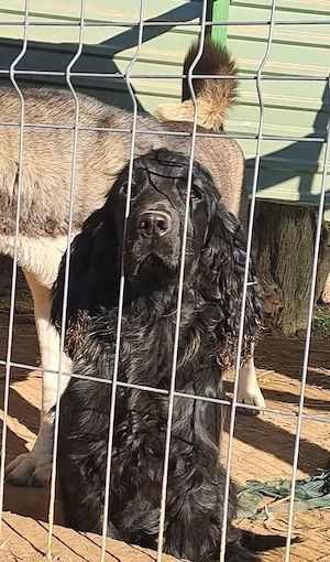 femela cocker spaniel