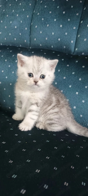 Brithish chincilla silver 