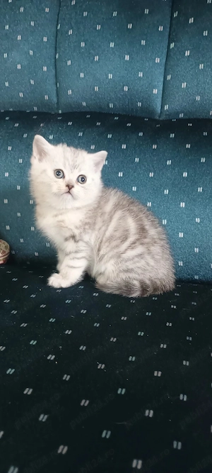 Brithish chincilla silver  - imagine 2