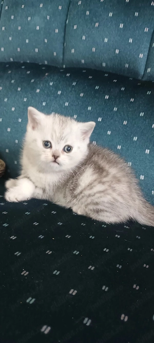 Brithish chincilla silver  - imagine 4