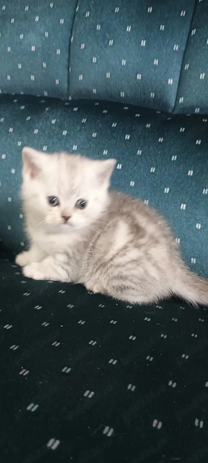 Brithish chincilla silver  - imagine 3