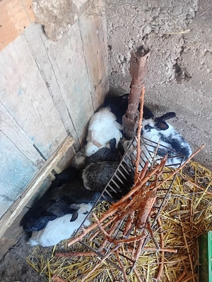 Femele Iepuri (2 - 8 Luni) - imagine 2