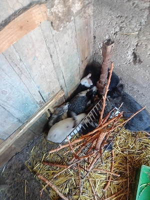 Femele Iepuri (2 - 8 Luni)