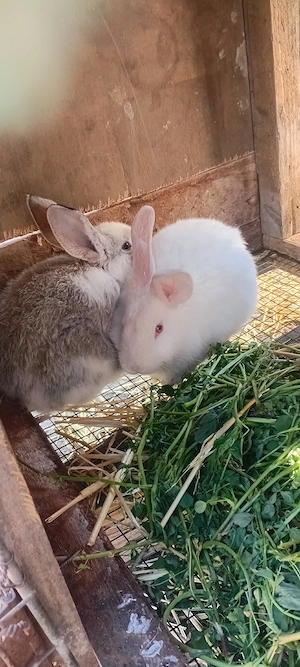 Pui Iepuri 2 Luni  - imagine 2