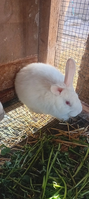 Pui Iepuri 2 Luni  - imagine 3