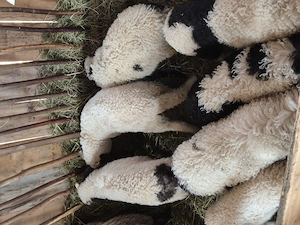 Vând miei detalii doar la telefon - imagine 3